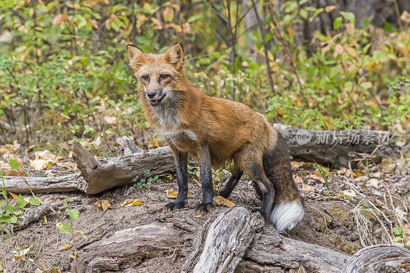 赤狐(Vulpes Vulpes)是食肉目哺乳动物。它是陆地上食肉动物中分布最广的，原产于加拿大、阿拉斯加、几乎所有邻近的美国、欧洲和北非